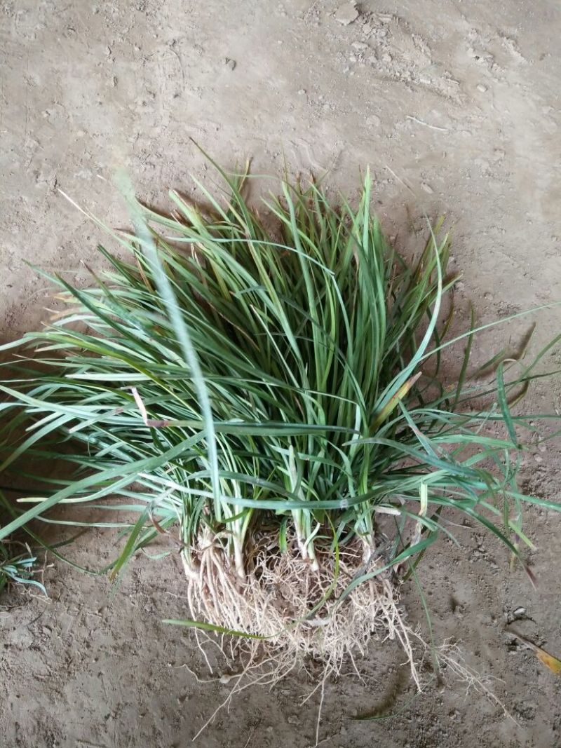 麦冬草