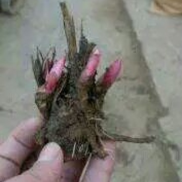白芍种苗