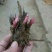 白芍种苗
