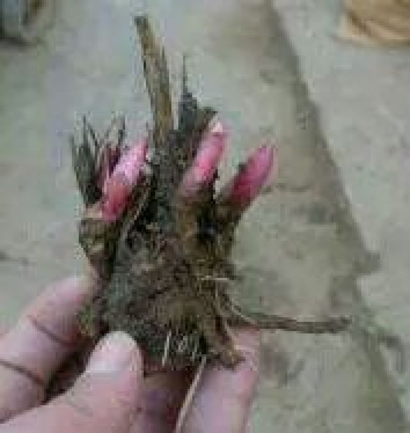 白芍种苗