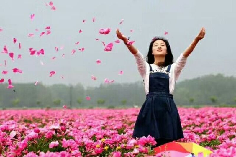 白芍种苗