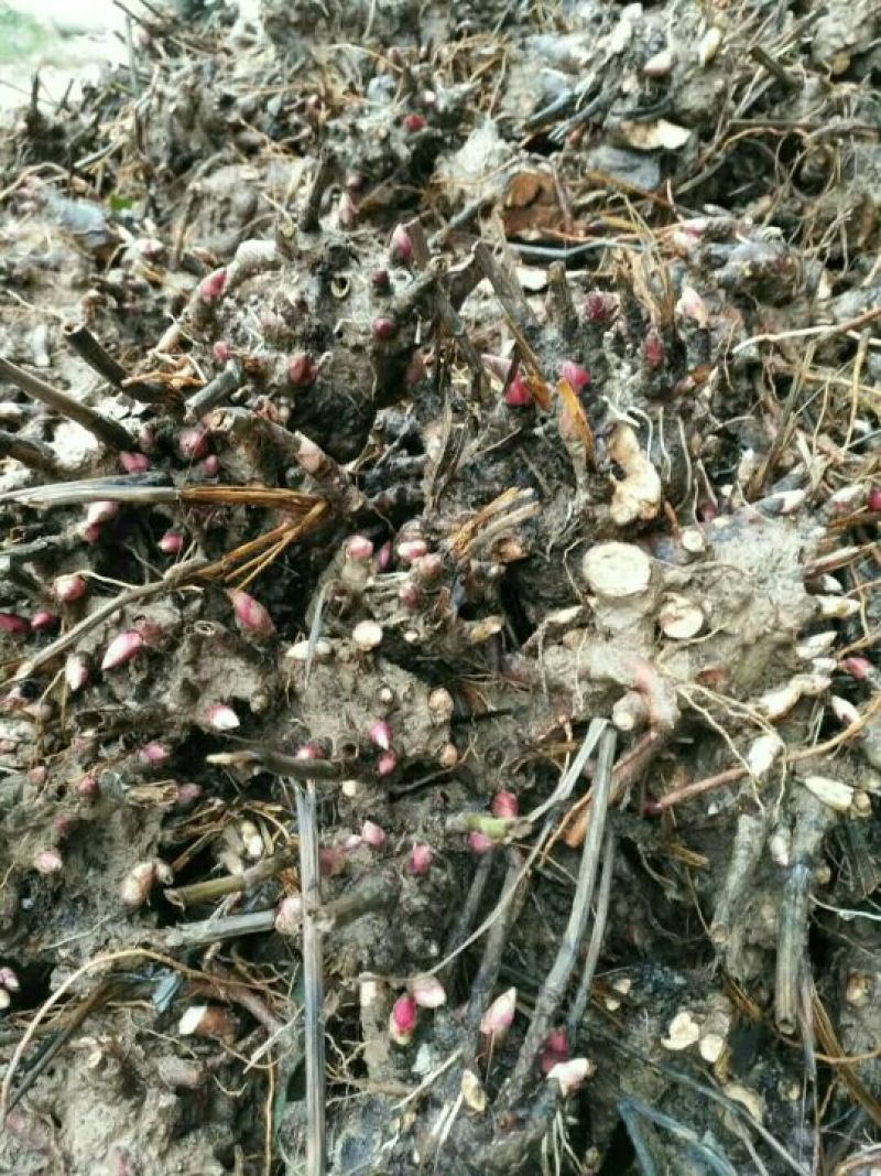 白芍种苗