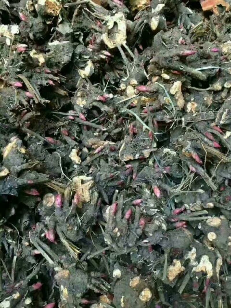 白芍种苗