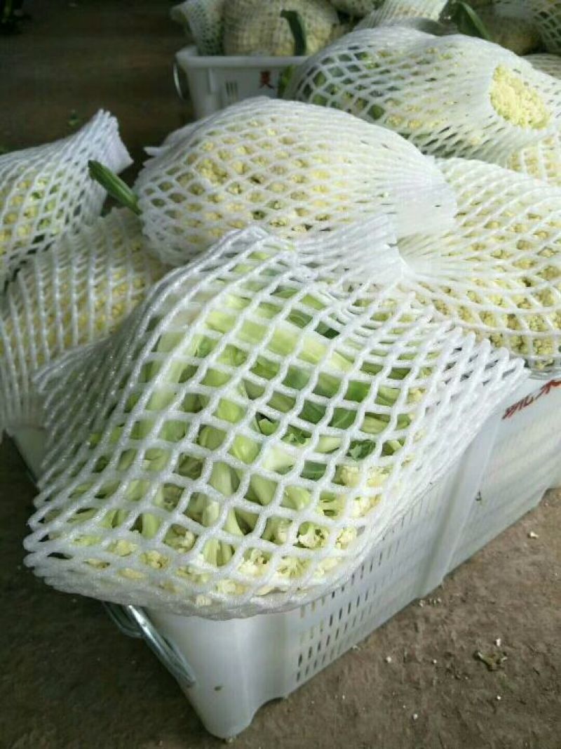 精品散花乳白基地直供净菜毛菜都有。。。