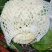 精品散花乳白基地直供净菜毛菜都有。。。