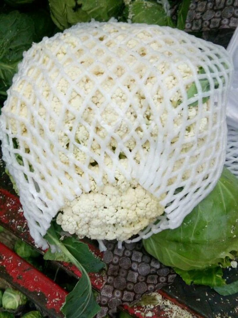 精品散花乳白基地直供净菜毛菜都有。。。