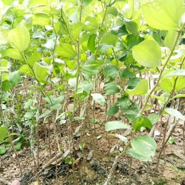 各种不同规格营养杯苗。青枣苗30~50cm