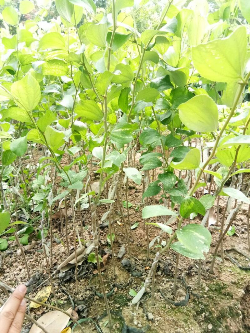 各种不同规格营养杯苗。青枣苗30~50cm