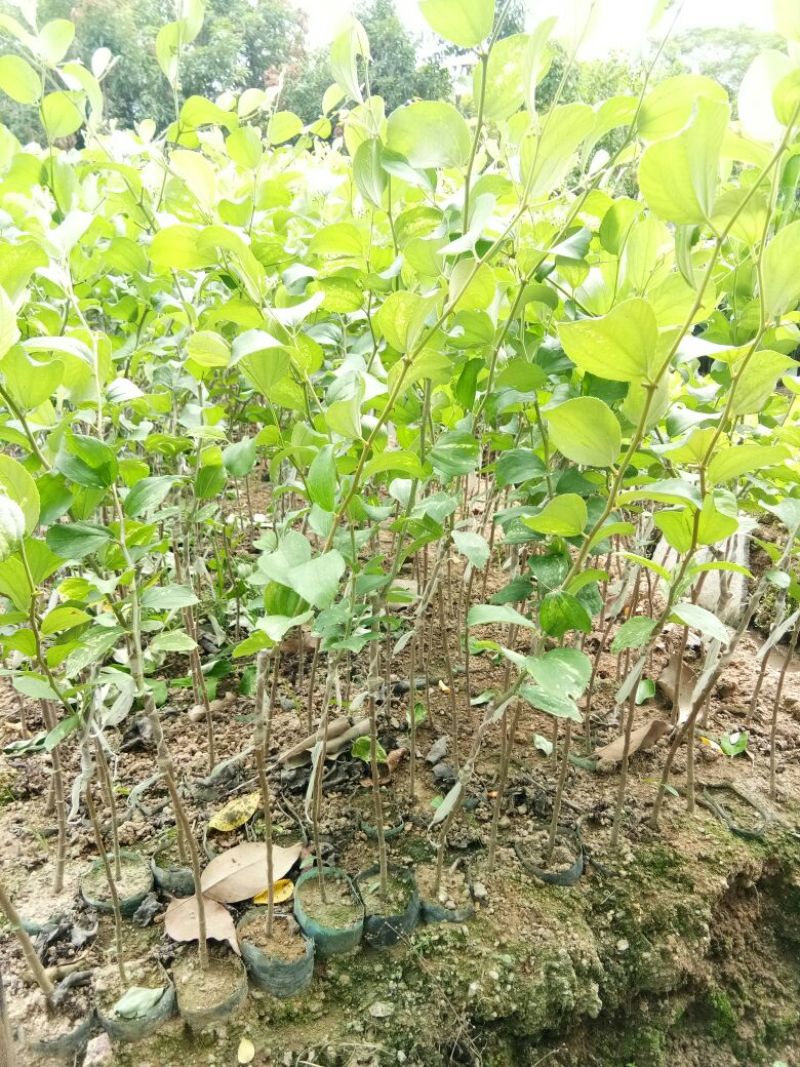 各种不同规格营养杯苗。青枣苗30~50cm