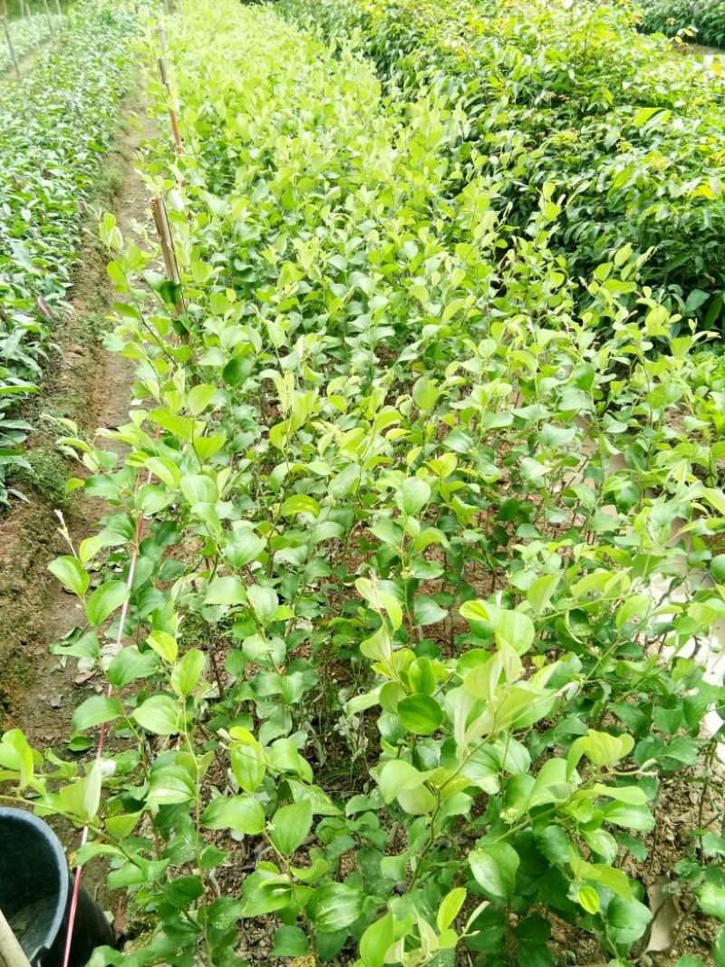 各种不同规格营养杯苗。青枣苗30~50cm