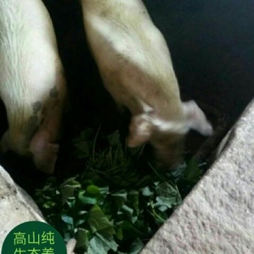 香肠
