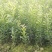 杨梅树30~50cm