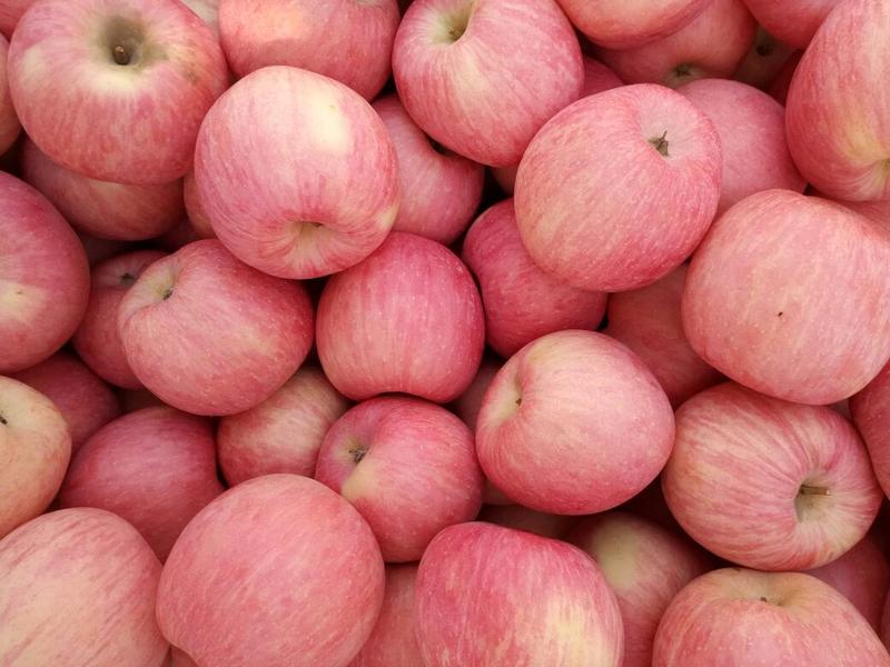 【苹果】红富士苹果产地直发山东省烟台栖霞市红富士苹果