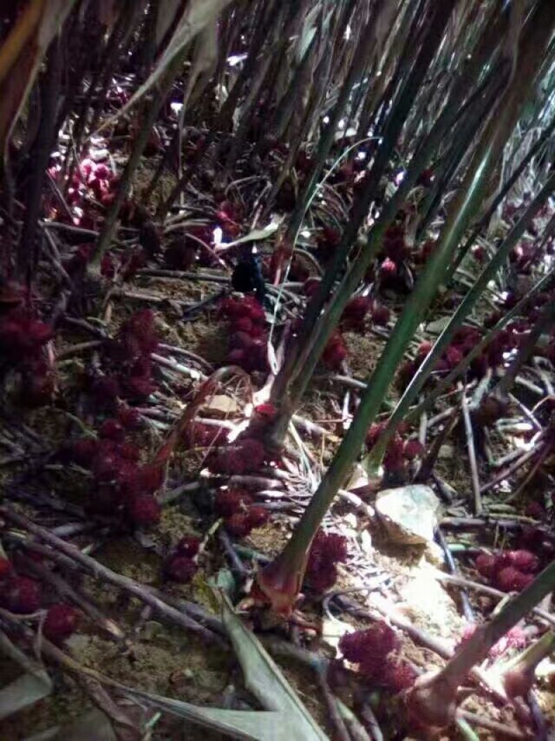 阳春砂仁现有苗出售
