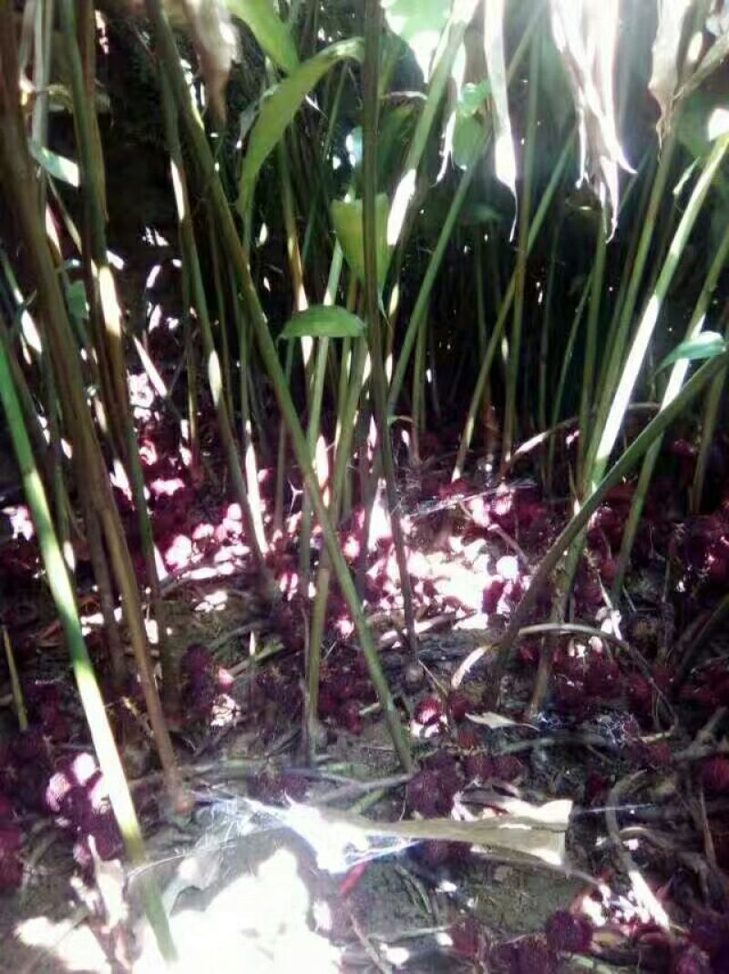 阳春砂仁现有苗出售