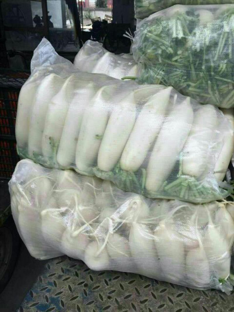 白萝卜1~1.5斤起