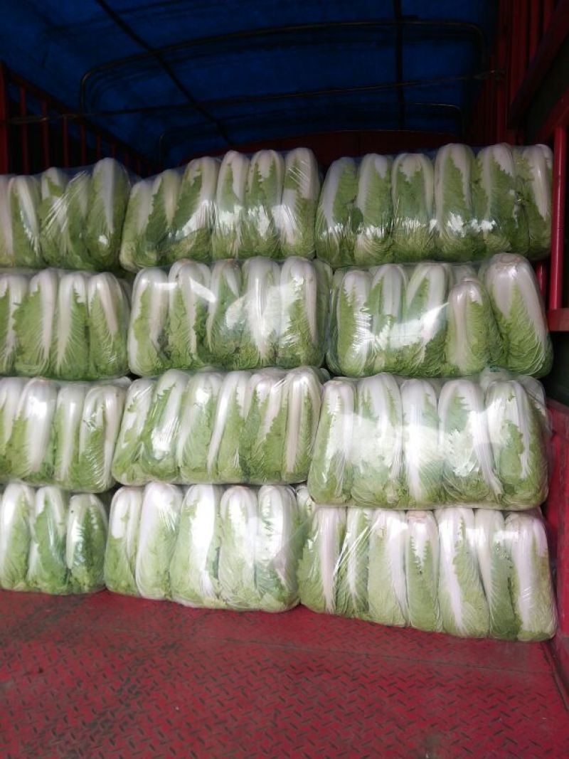 山东大白菜，北京三号大白菜供应酸菜厂，加工厂等品质保证
