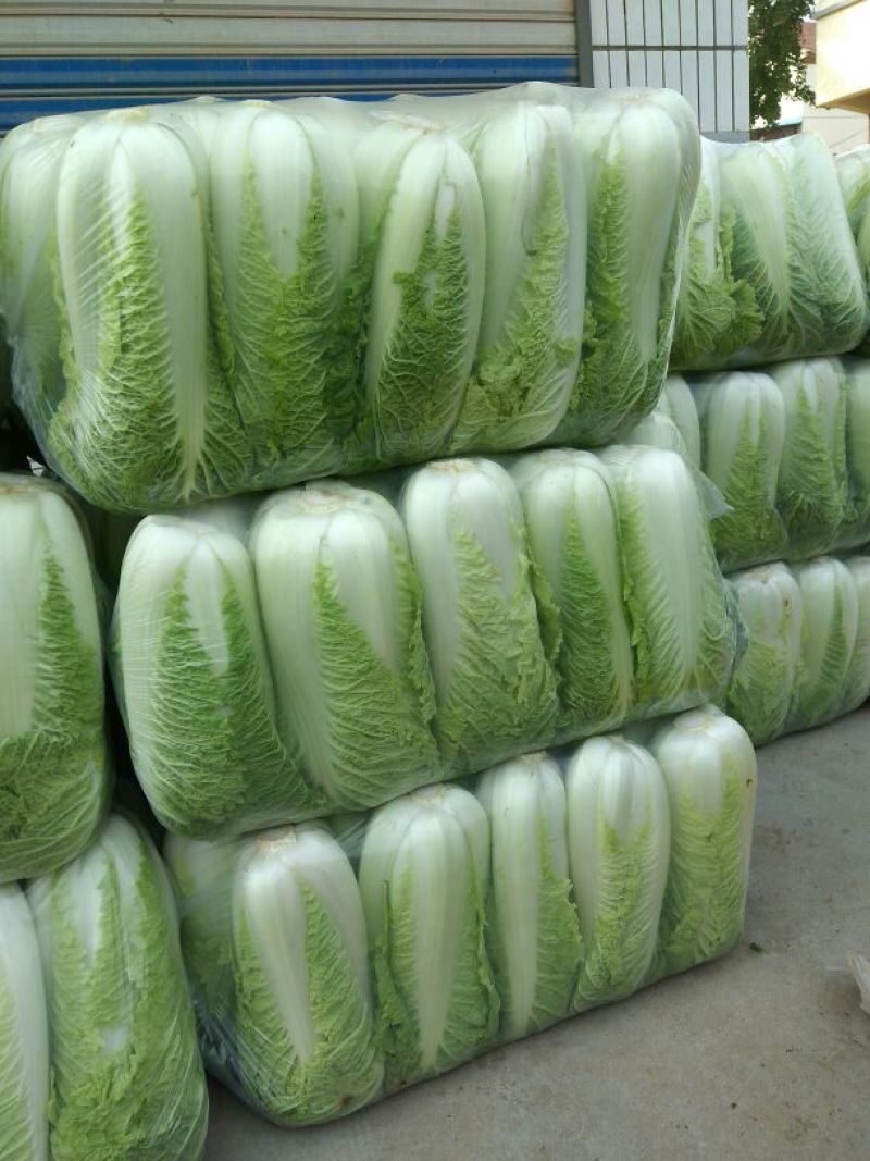 山东大白菜，北京三号大白菜供应酸菜厂，加工厂等品质保证