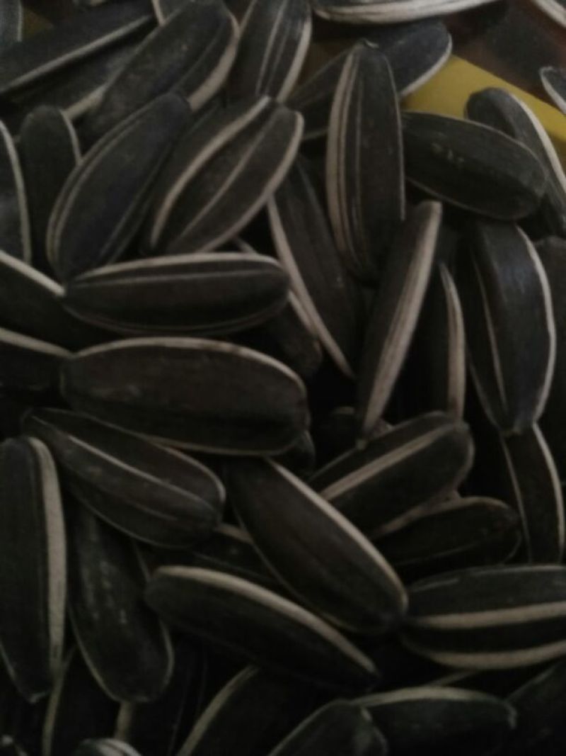 食葵万亩食用葵葵花子精选色选一等品欢迎来电