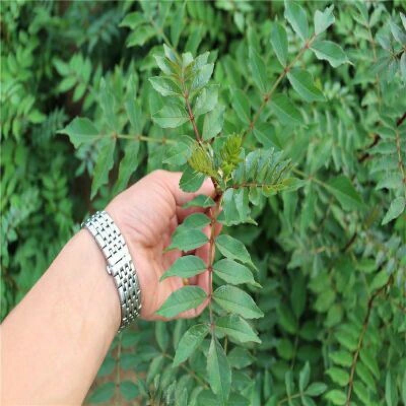 花椒苗0.5~1年