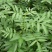 花椒苗0.5~1年