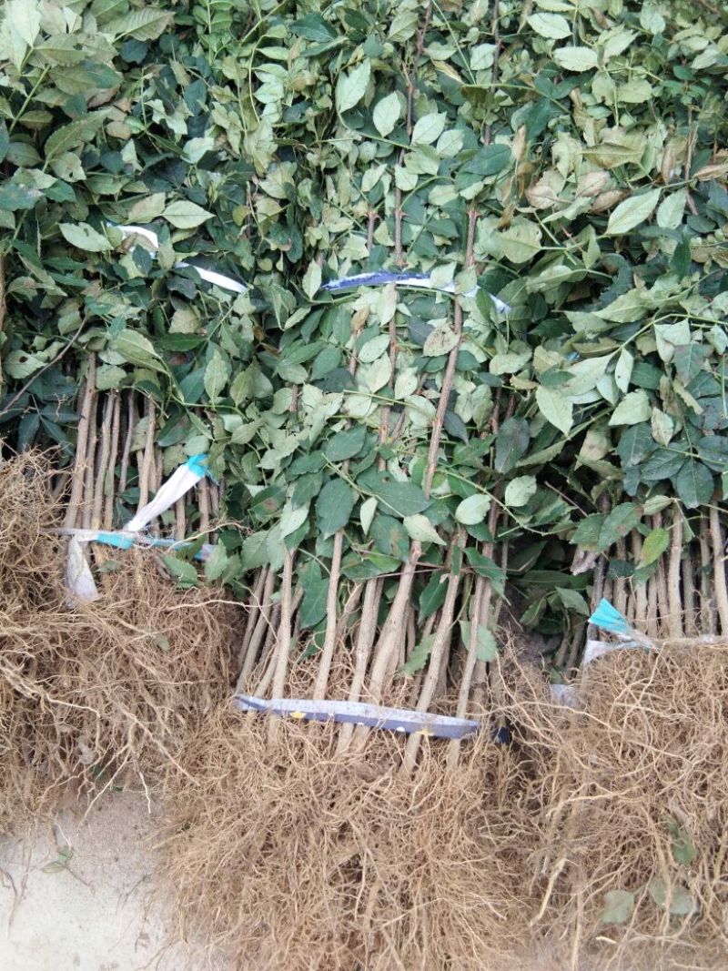 花椒苗0.5~1年