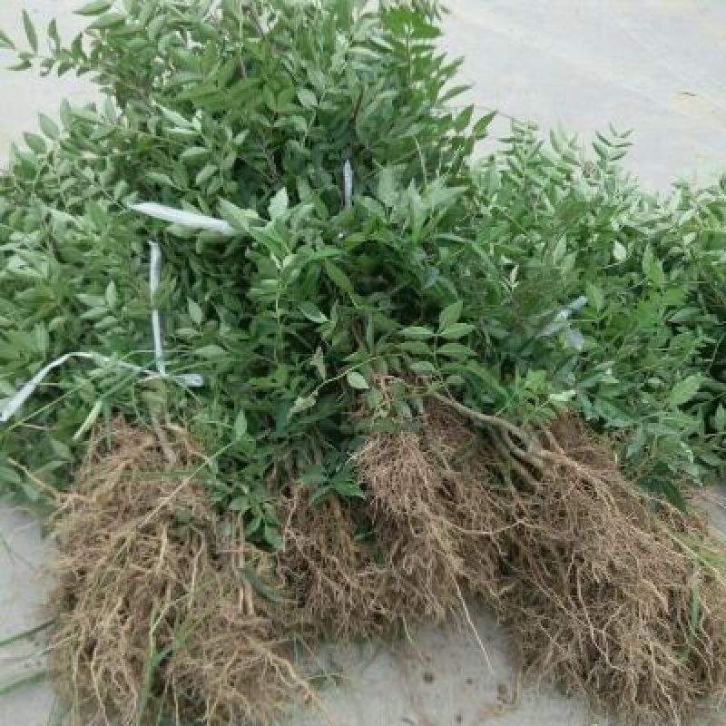 花椒苗0.5~1年
