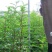 花椒苗0.5~1年