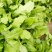 荠菜10cm以上