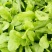 荠菜10cm以上