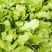 荠菜10cm以上