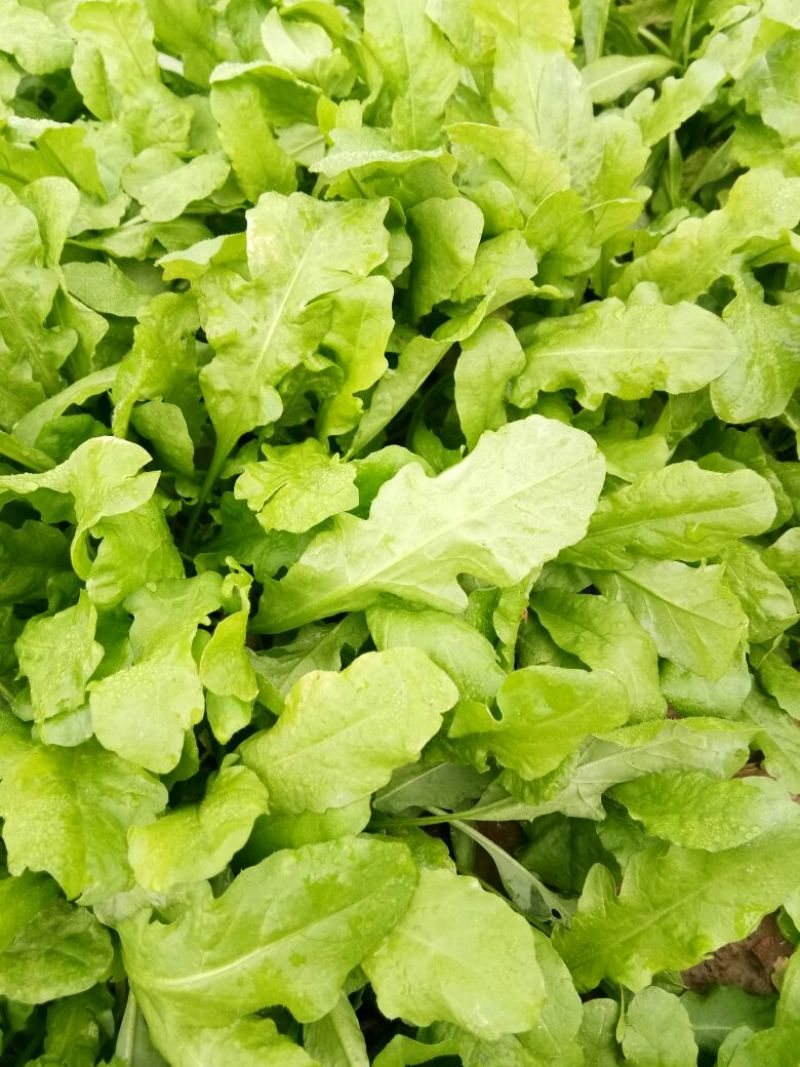 荠菜10cm以上