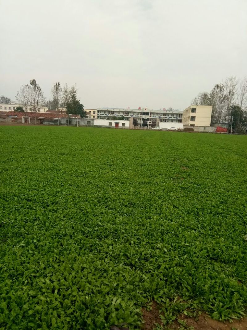 荠菜10cm以上