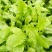 荠菜10cm以上