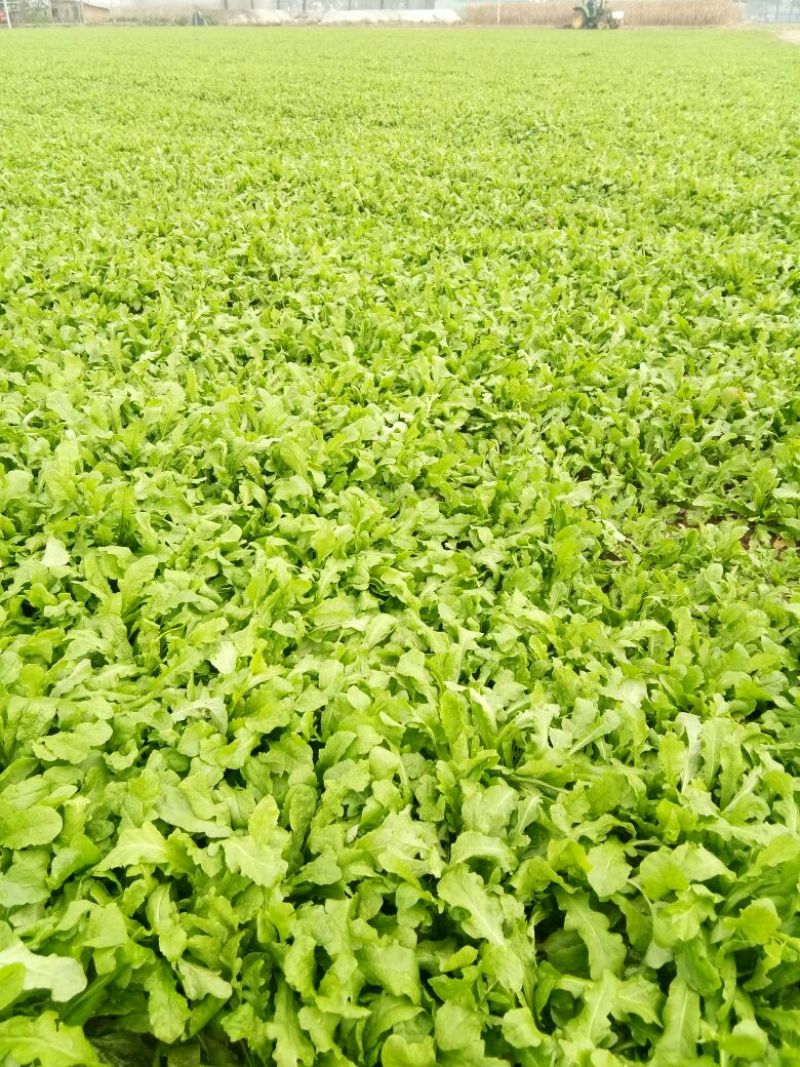 荠菜10cm以上