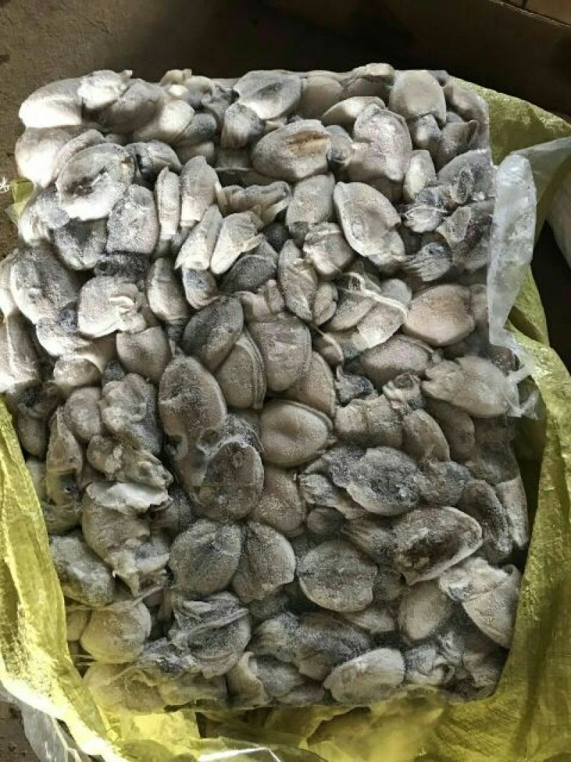 墨鱼仔