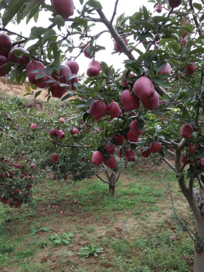 花牛苹果蛇果80mm以上现摘现寄全国包邮大果