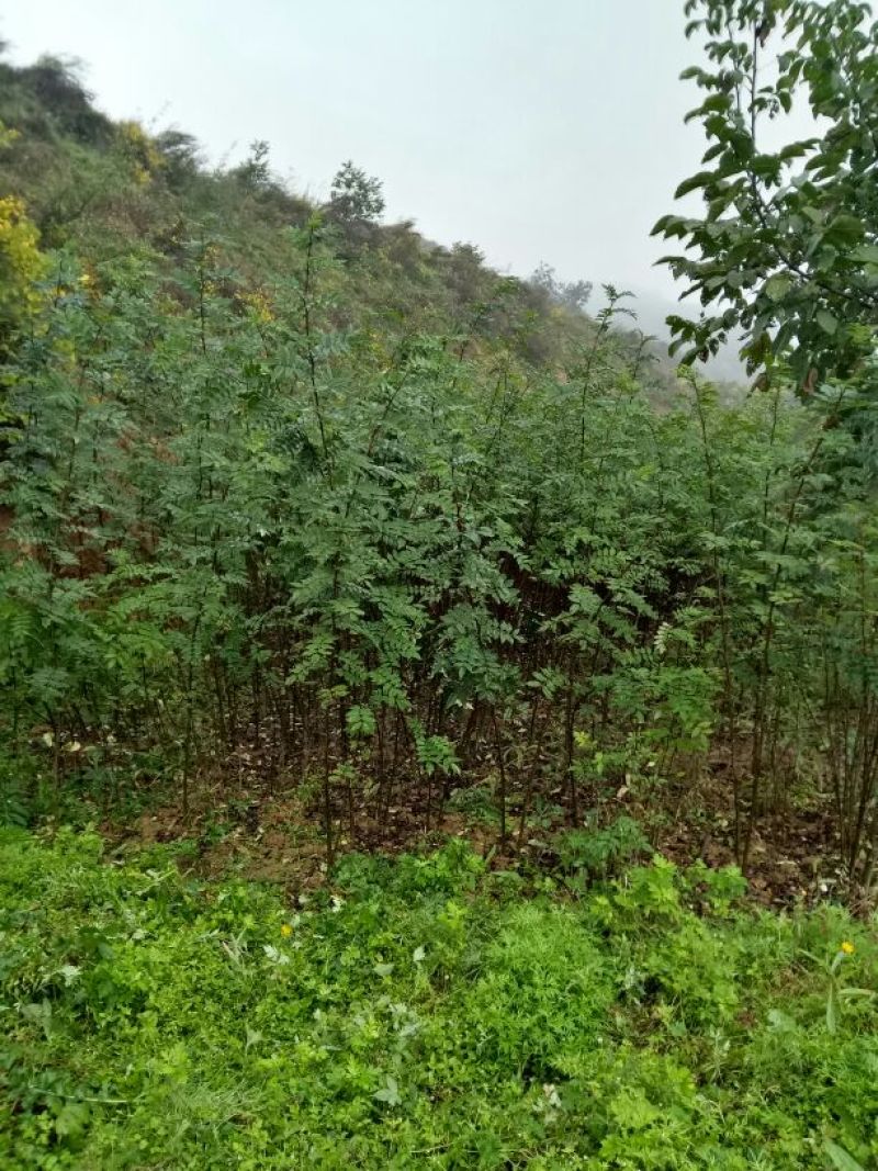 美奇特花椒苗大红袍花椒苗量大供应品种保证需要的老板