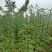 美奇特花椒苗大红袍花椒苗量大供应品种保证需要的老板