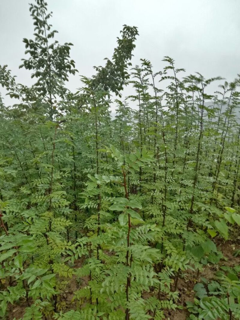 美奇特花椒苗大红袍花椒苗量大供应品种保证需要的老板