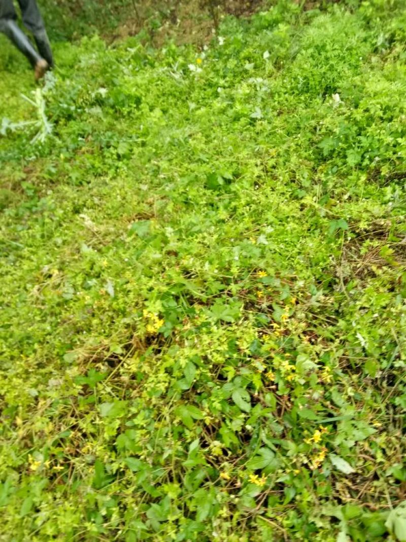 美奇特花椒苗大红袍花椒苗量大供应品种保证需要的老板