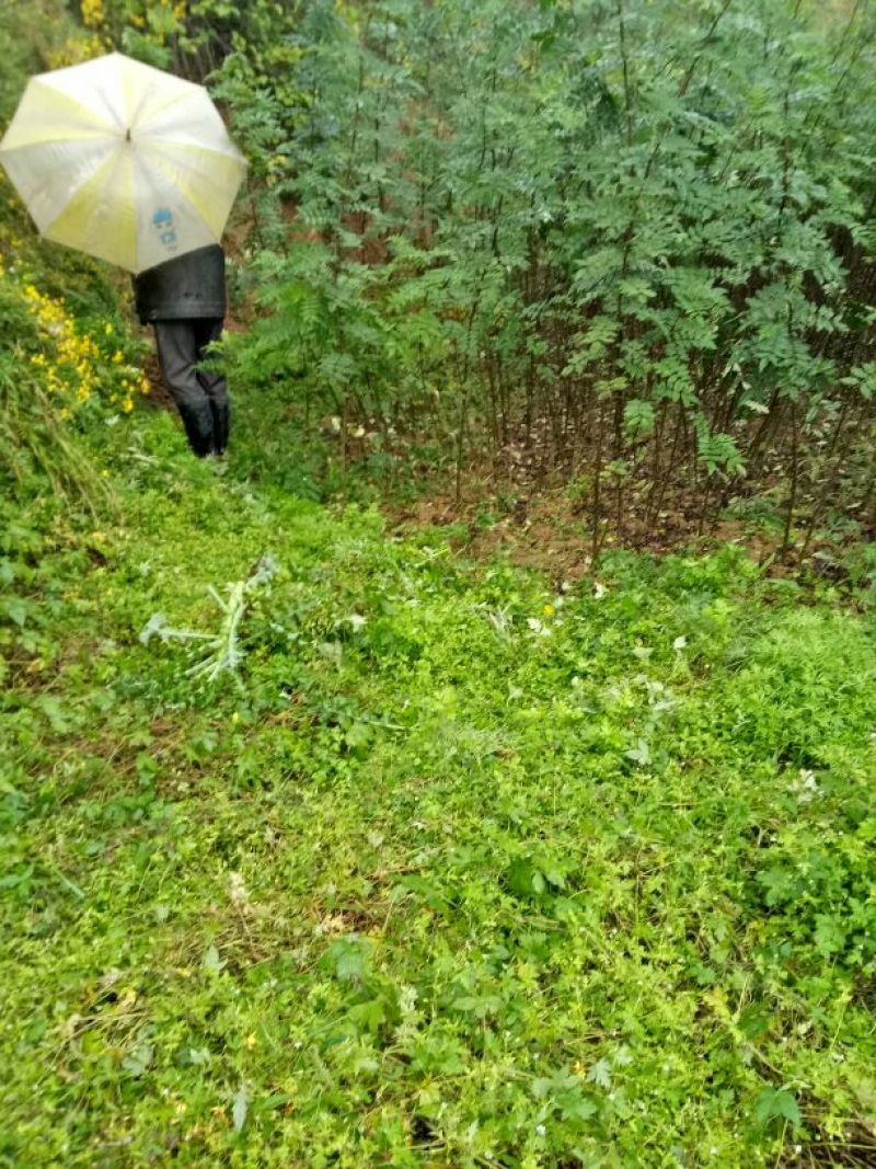 美奇特花椒苗大红袍花椒苗量大供应品种保证需要的老板