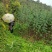 美奇特花椒苗大红袍花椒苗量大供应品种保证需要的老板