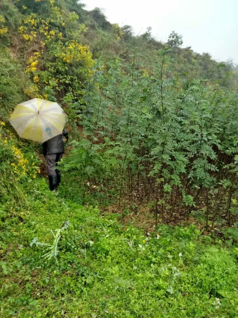 美奇特花椒苗大红袍花椒苗量大供应品种保证需要的老板