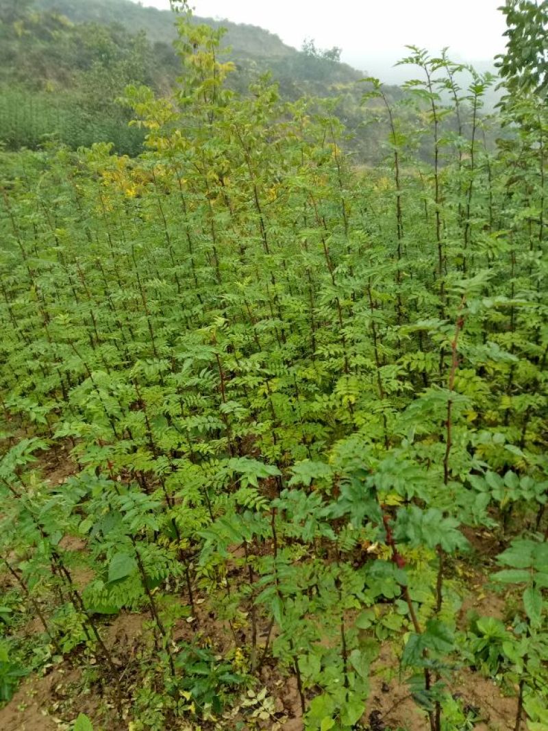 美奇特花椒苗大红袍花椒苗量大供应品种保证需要的老板