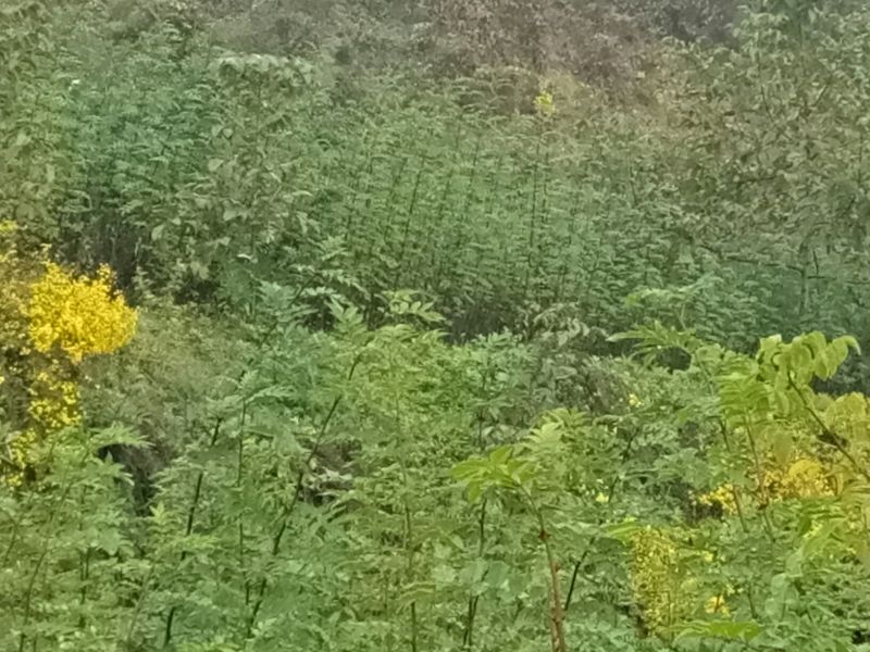 美奇特花椒苗大红袍花椒苗量大供应品种保证需要的老板