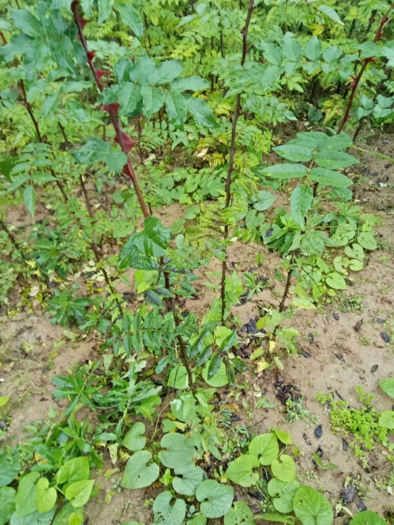 美奇特花椒苗大红袍花椒苗量大供应品种保证需要的老板