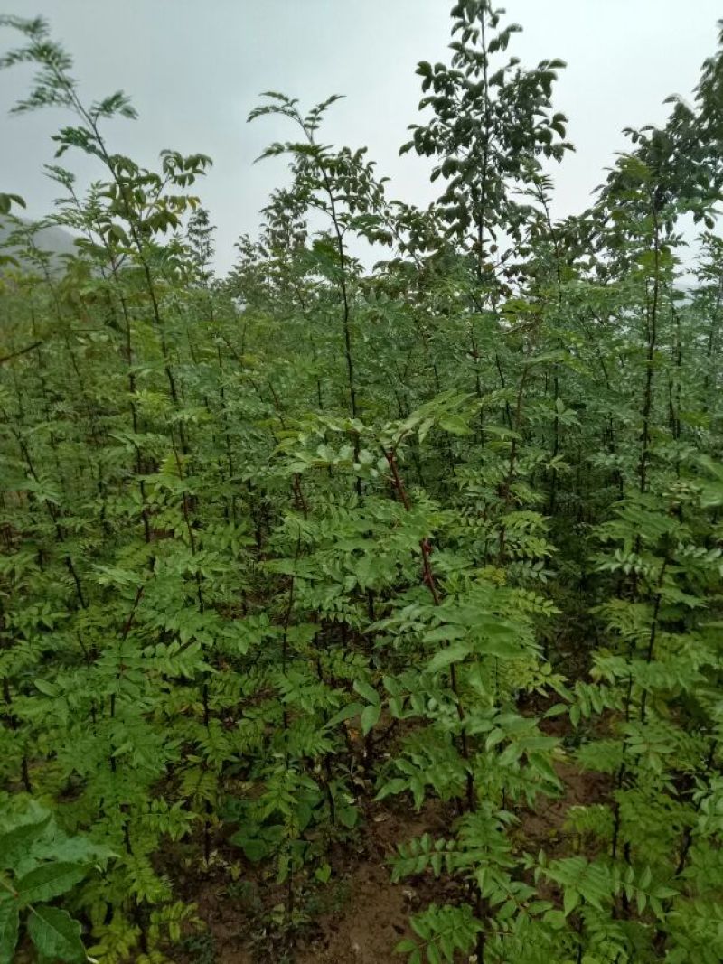 美奇特花椒苗大红袍花椒苗量大供应品种保证需要的老板