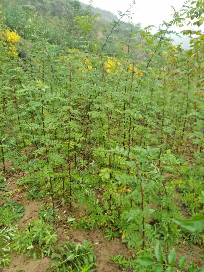 美奇特花椒苗大红袍花椒苗量大供应品种保证需要的老板