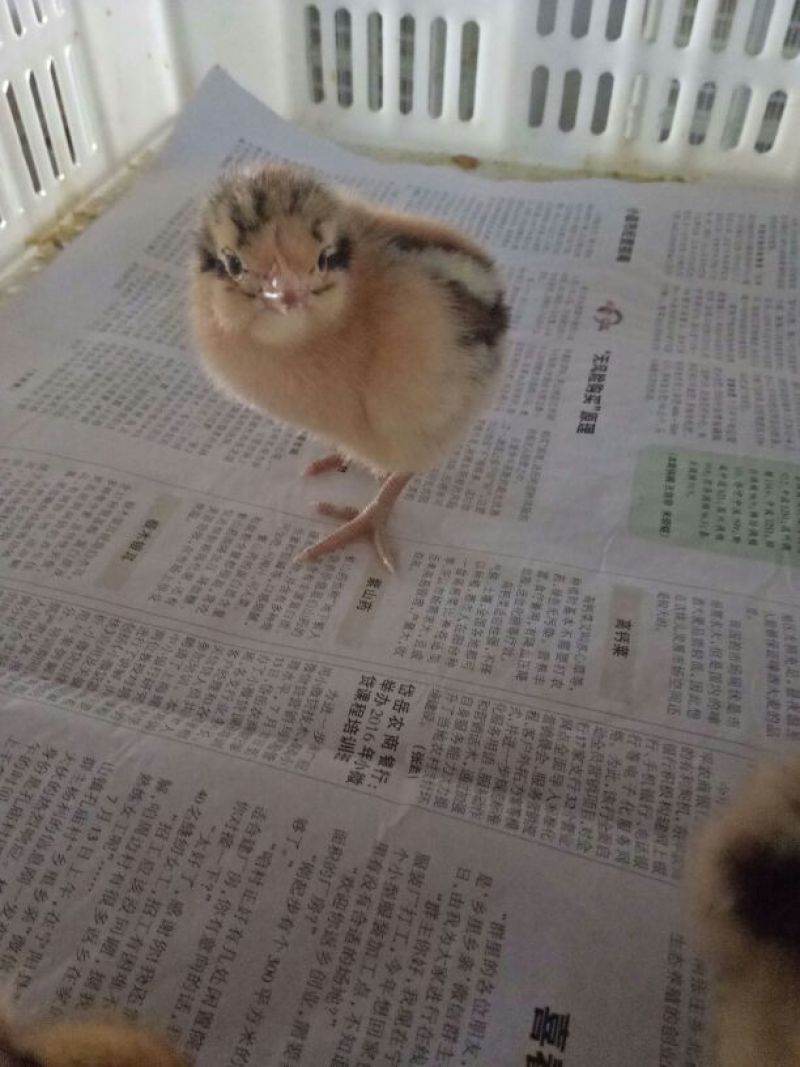 山东快大青脚麻鸡苗出壳免疫专业孵化常年供应。